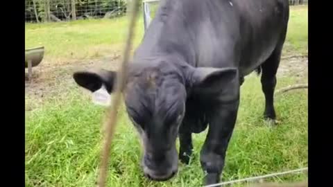 New bull goofin