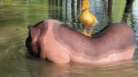 Bajie diving cute pet pig