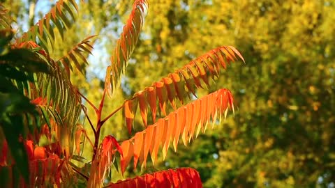 Vinegar Tree Staghorn Sumac Plant Leaves Foliage