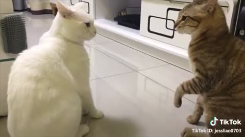 Cats talking !! these cats can speak english