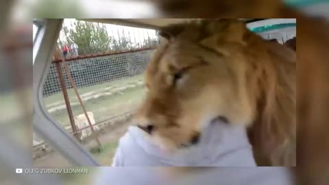 Craziest Lion Encounters Caught on Camera
