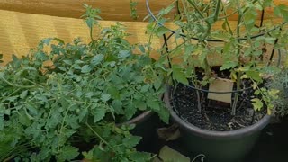 Severe Thunderstorm Watched - Porch Paradise Moments #VertVids