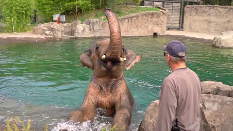 baby elephant video,elephant documentary, african elephant