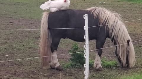 Hen Find Her Perch on Horse's Back