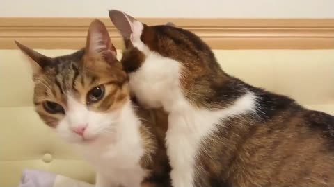 林旺 叭咘，相親相愛 💕 2 cats love each other ∕ neko∕猫∕可愛い∕毎日