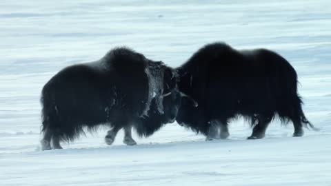 Arctic Mythical Beast Musk Ox