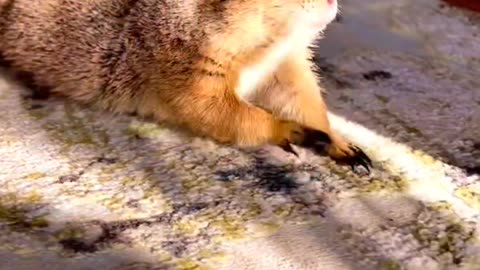 Animal cute moments 😊#video#funny#viral#cute#motivational#pleasesupport