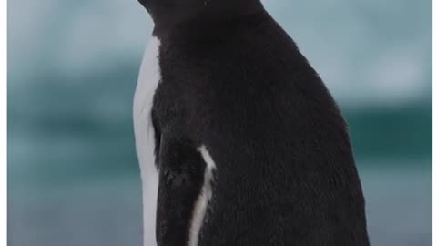 Antarctic penguin 'gentoofication' caused by climate change