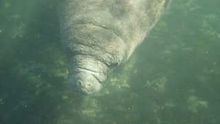 Swimming With Gentle Giant Manatee