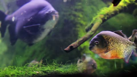 Tropical freshwater fish and moss in a tank