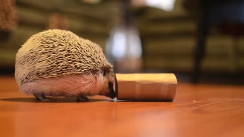 Venera the hedgehog eats mealworms and goes tubing!