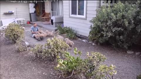 Golden Retriever Puppy Attack_1