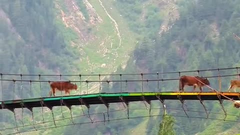 rafting point naran 🌲 Pakistan ❤️