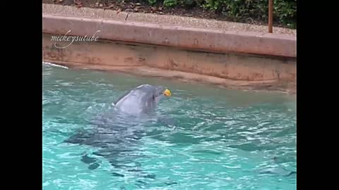 Dolphins Fascination With A Leaf