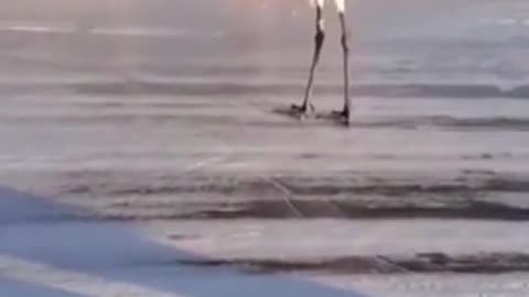 Red-crowned crane struggles to stand up on icy lake