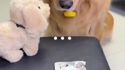 trained dog take medicine
