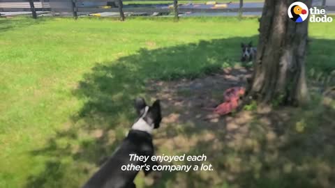 Foster Dog Who Couldn’t Walk Decides To Run Up To Her Adopter The Dodo Foster Diaries