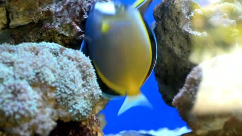HD Fish Video/Background |