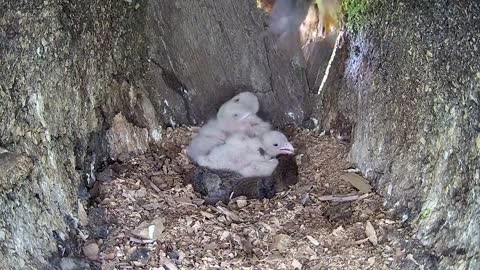 Kestrel Dad Learns to Care for Chicks After Mum Disappears-15