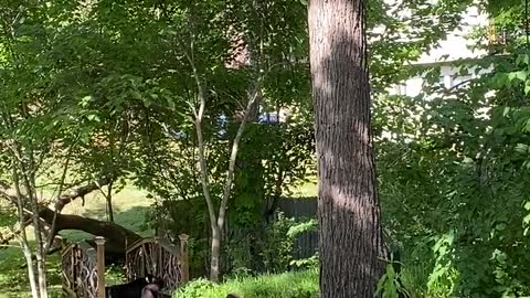 Mama Bear Napping on the Bridge With Her Cubs