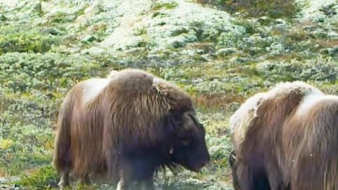 Muskox Cattle