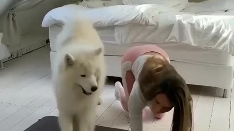 Funny Pets, funny dog