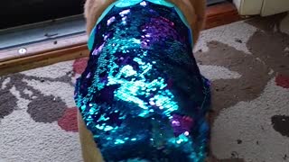 Corgi in a Mermaid Costume