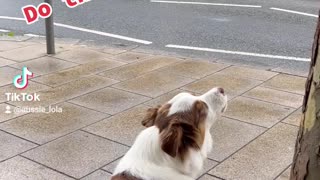 Dog howls to help out ambulance siren!