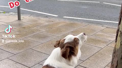 Dog howls to help out ambulance siren!