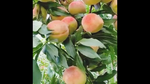 Peach fruit. Beautiful peach