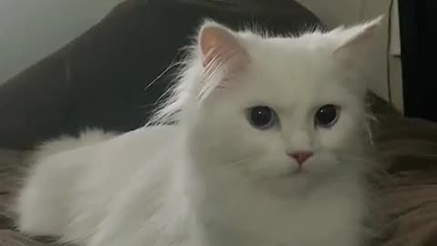 My fluffy cat videos trending catslover viral videos