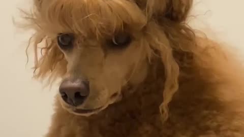 Felling pretty today 😍 | Funny Dogs | Cute and #FunnyAnimals #Viral #Poodle