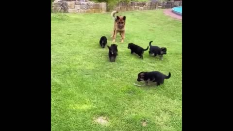 Murderous Puppies Surround A Helpless German Shepherd