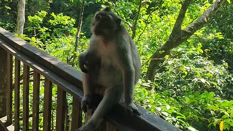 monkey in bali scratching his belly