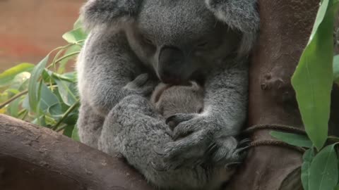 Baby koala Oobi-Ooobi uit buidel Guwara