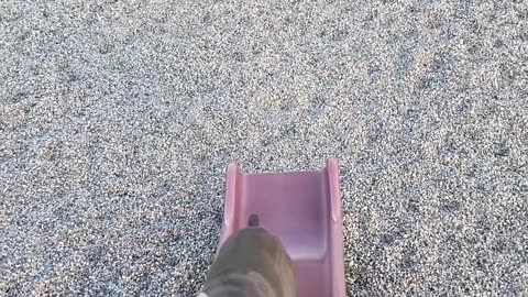 Dog Doesn't Understand Slides