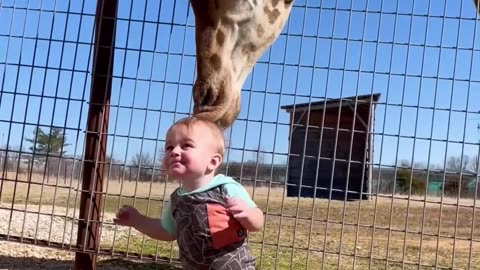 Cute Giraffe Animals Video kids