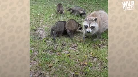 Raccoon Stays For Dinner Every Night | The Dodo Wild Hearts