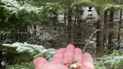 Black-capped Chickadee • Shubie Park, Dartmouth, Nova Scotia