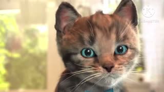 Cuts cat funny Videos