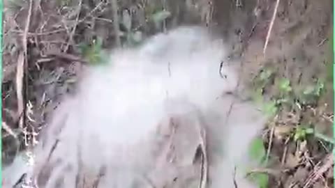 This is impressive, watch how a man smoke out a bush rat from is hole😳