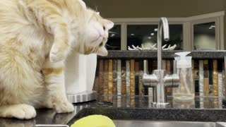 Cat Rescued from Hurricane Dorian Loves Trying to Catch Water Droplets