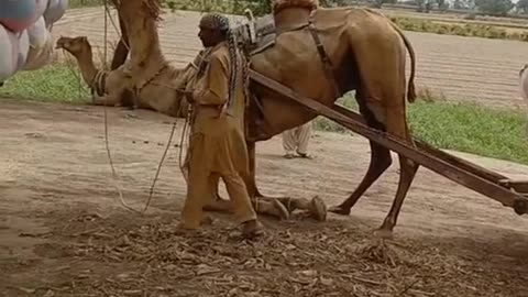 Camel video