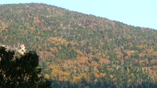 Fall Foliage