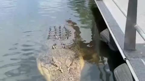 People with a crocodile