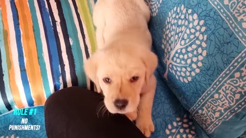 How to Train your Labrador Puppy to Stop Biting