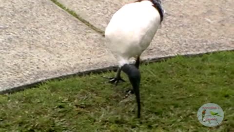 Australian Ibis on front lawn