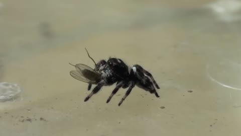 Feeding my ADORABLE jumping spiders! Phidippus regius Update-7