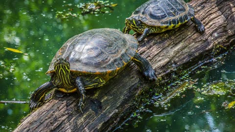 Turtle Spirit Animal/Turtle Totem: The Spiritual Meanings of Tortoise, Turtle, Terrapin