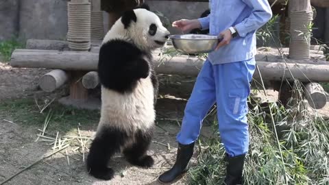 Xue Bao, the giant Panda